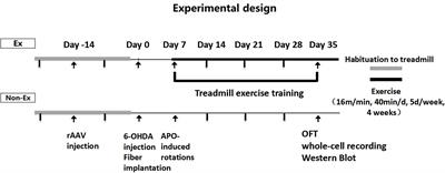 Exercise improves behavioral dysfunction and inhibits the spontaneous excitatory postsynaptic current of D2-medium spiny neurons